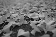 DSC04539_1