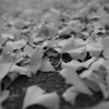 DSC04539_1