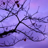 DSC04555_1
