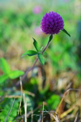 DSC04535_1