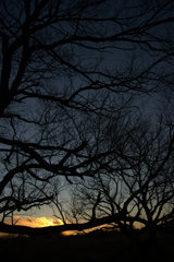 夕暮れと木々