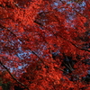 燃える