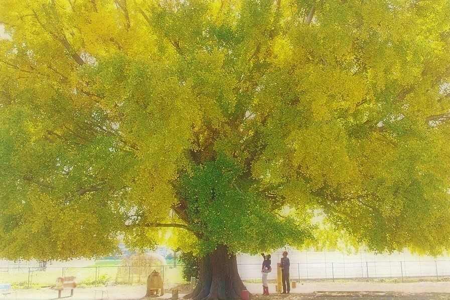 11月になったら・・・