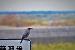 イソヒヨドリ ♀