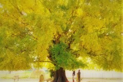 豊川の銀杏