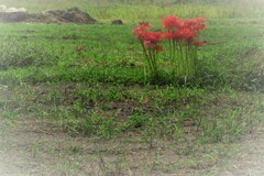 残され花・・・