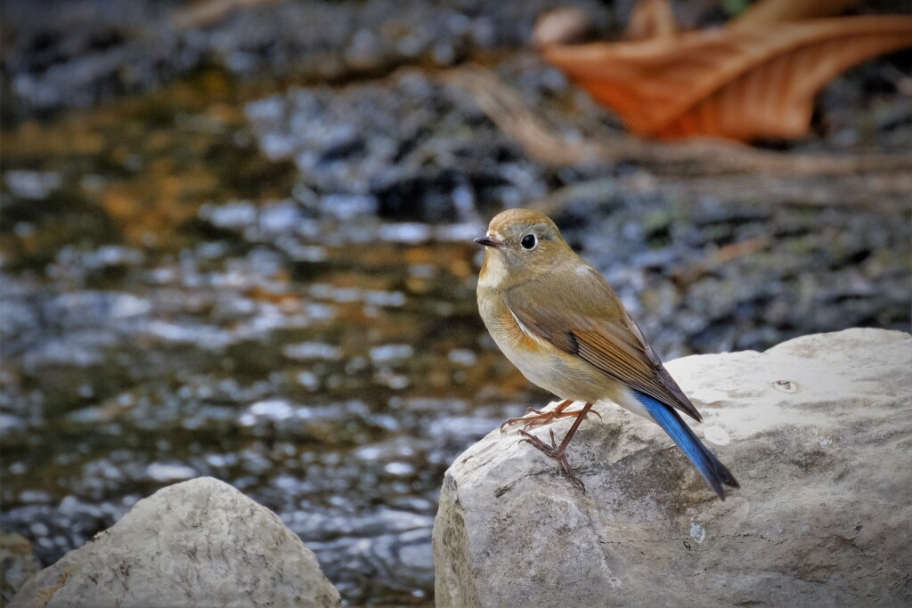 水辺のルリ・・・4