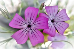 ムギセンノウ花・・・