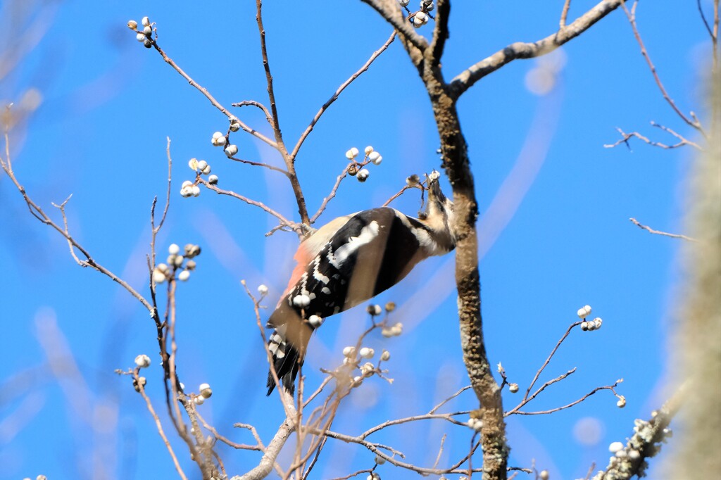 アカゲラ・・・3
