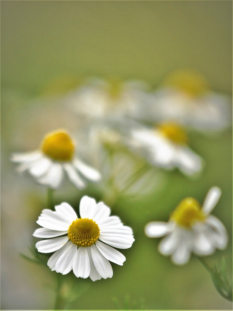 空き地の白い花・・・