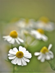 空き地の白い花・・・