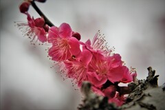 紅梅・・・2