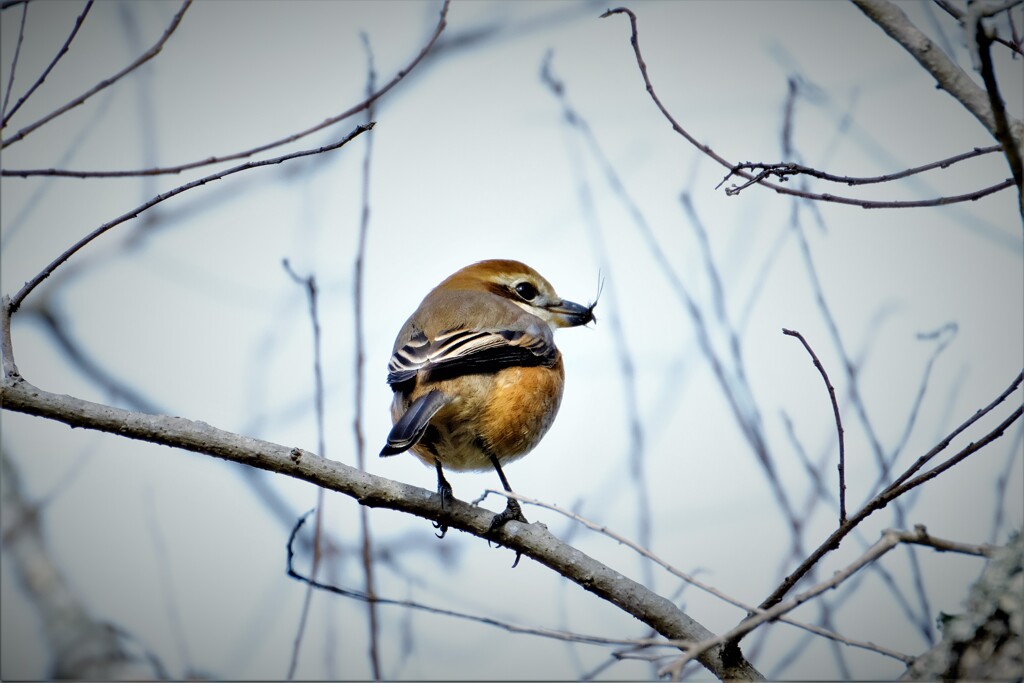 獲物咥えて・・・