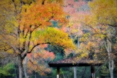 ナンキンハゼ紅葉・・・