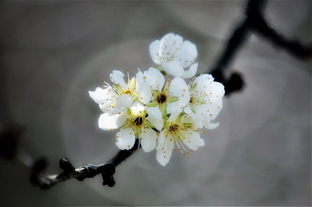 スモモの花・・・1