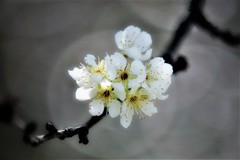 スモモの花・・・1