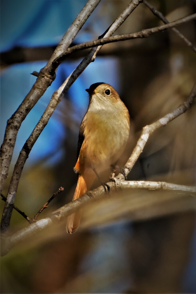 いつものジョビ・・・