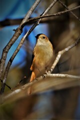 いつものジョビ・・・