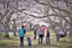 それぞれのお花見・・・