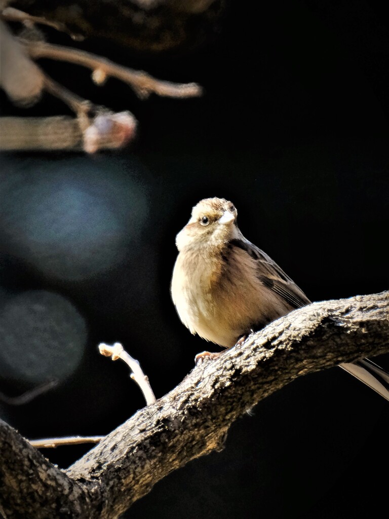 ホウジロかな・・・