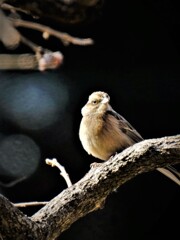 ホウジロかな・・・