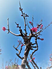 咲きはじめた・・・