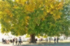豊川市大和の大イチョウ・・・