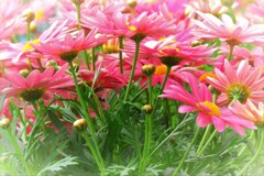 花屋さんにて　1