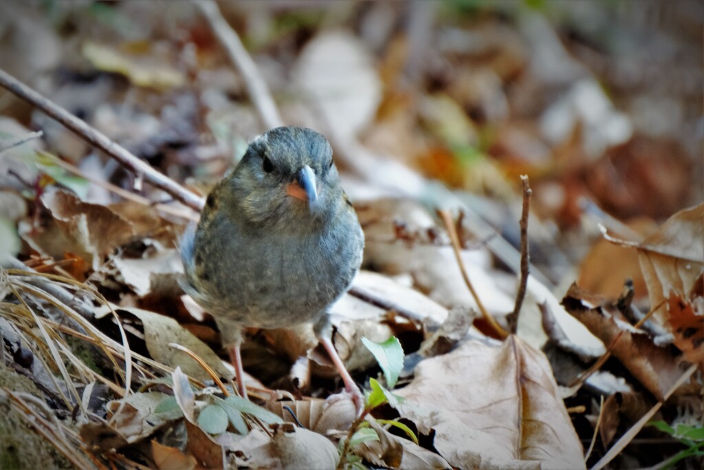 クロジの顔・・・