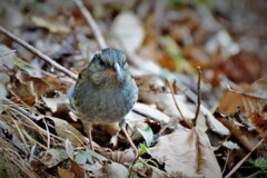 クロジの顔・・・