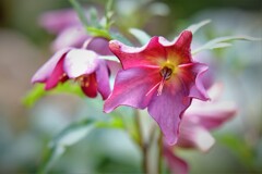 庭の花・・・