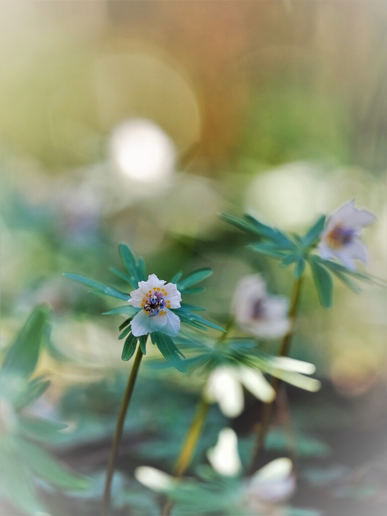節分草一輪・・・