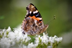 アカタテハチョウ・・・