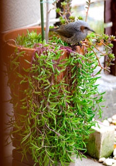 果肉植物にヒヨ・・・