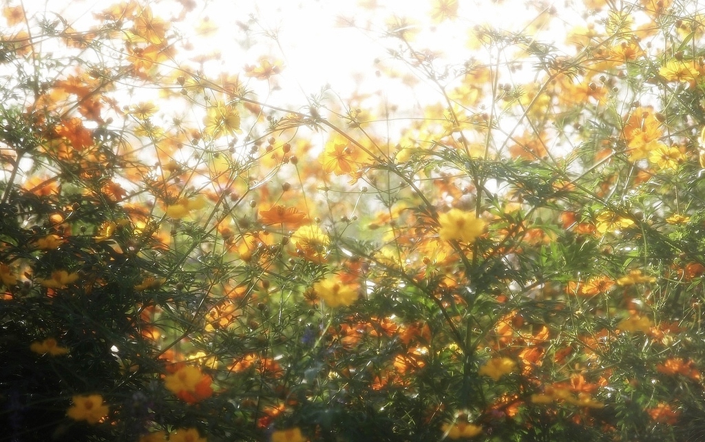 黄花コスモス・・・