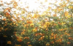 黄花コスモス・・・