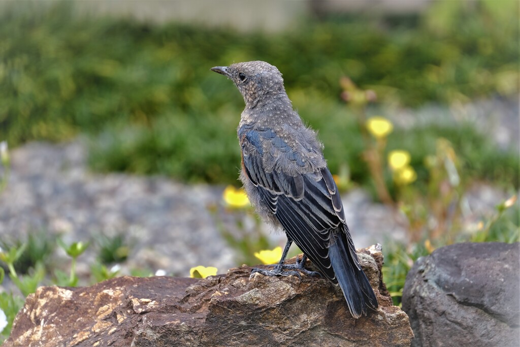 イソヒヨっ子　6