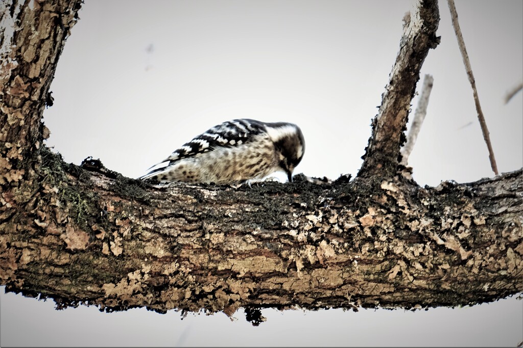 キツツキ・・・