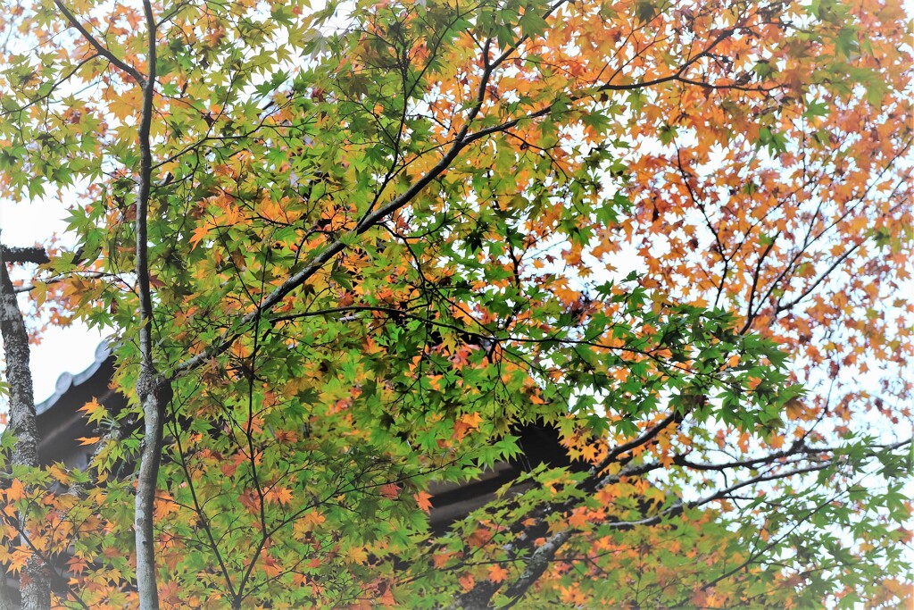 法多山もみじ・・・