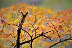 やっと紅葉した・・・