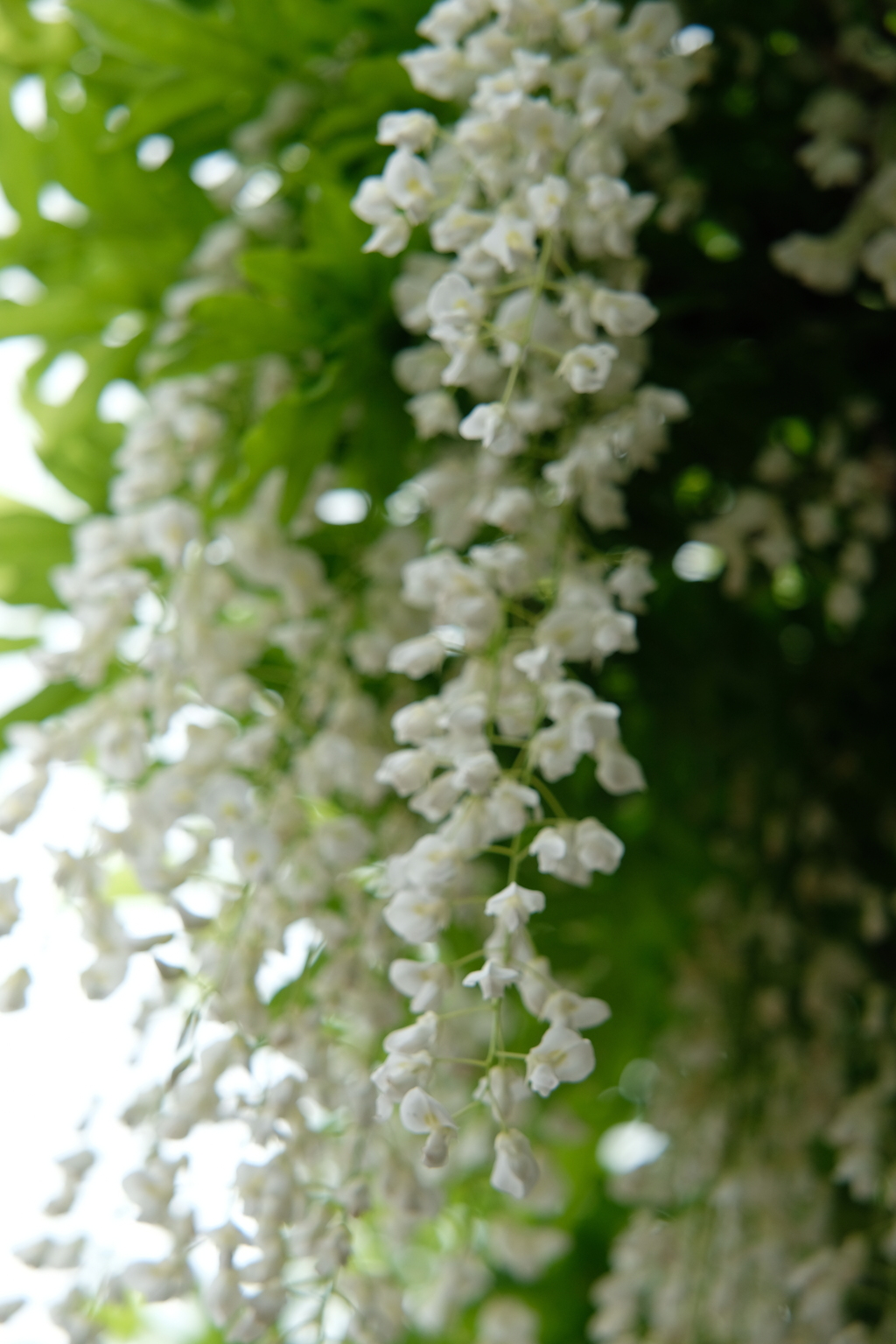 DSCF8175