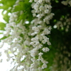 DSCF8175