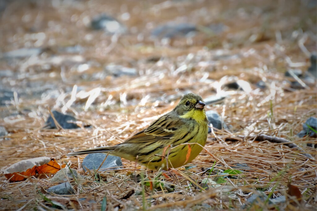 アオジさん　初の出会い・・・
