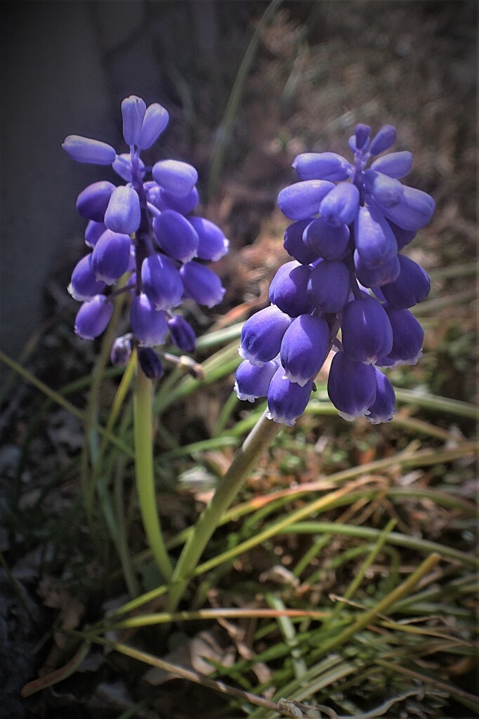 ムスカリ花・・・