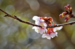 寒桜　2