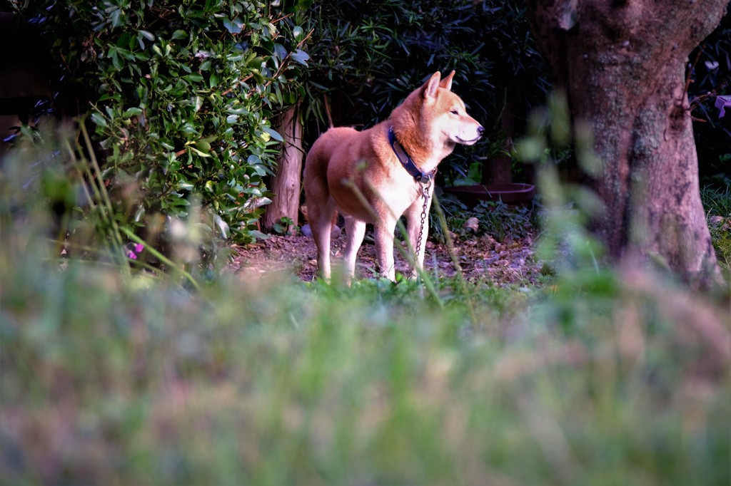 吠えない隣家の番犬・・・