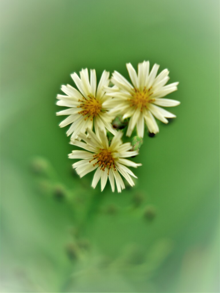 野花・・・三輪・・・