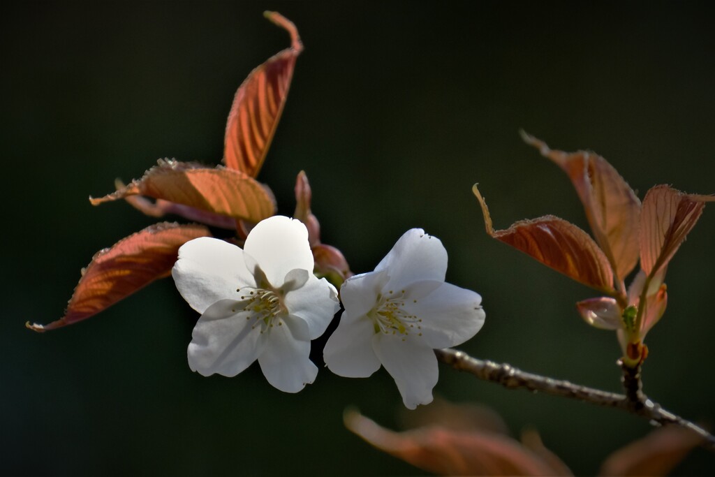山桜・・・・
