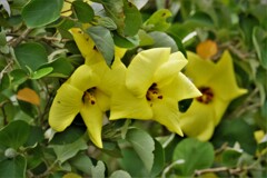 ハマボウの花・・・