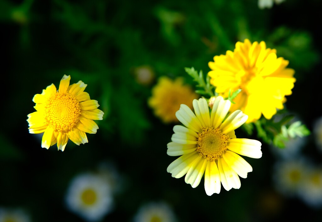 シュンギクの花・・・